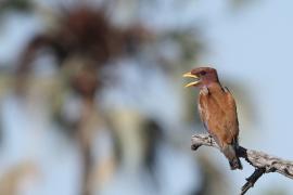 Kraskówka afrykańska - Eurystomus glaucurus - Broad-billed Roller