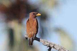 Kraskówka afrykańska - Eurystomus glaucurus - Broad-billed Roller