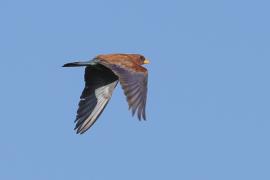 Kraskówka afrykańska - Eurystomus glaucurus - Broad-billed Roller