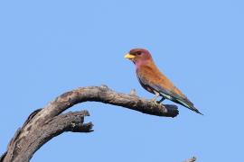 Kraskówka afrykańska - Eurystomus glaucurus - Broad-billed Roller