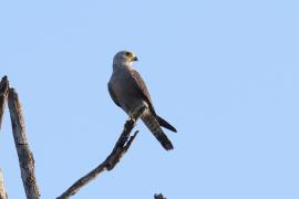 Sokół białorzytny - Falco dickinsoni - Dickinson's Kestrel