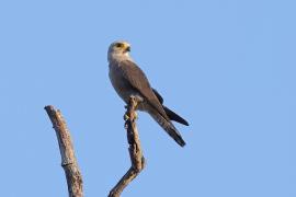 Sokół białorzytny - Falco dickinsoni - Dickinson's Kestrel