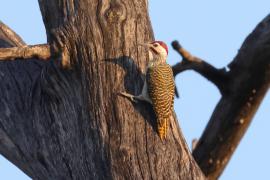 Dzięciolik akacjowy - Campethera bennettii - Bennett's Woodpecker