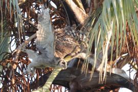 Puchacz mleczny - Bubo lacteus - Verreaux's Eagle Owl