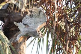 Puchacz mleczny - Bubo lacteus - Verreaux's Eagle Owl