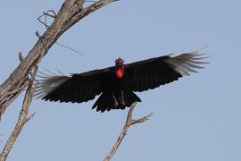 Dzioboróg kafryjski - Bucorvus leadbeateri - Southern Ground Hornbill