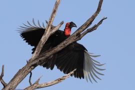 Dzioboróg kafryjski - Bucorvus leadbeateri - Southern Ground Hornbill