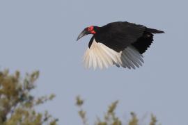 Dzioboróg kafryjski - Bucorvus leadbeateri - Southern Ground Hornbill
