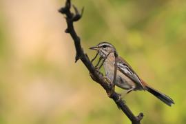 Drozdówka białosterna - Cercotrichas quadrivirgata - Bearded Scrub-Robin