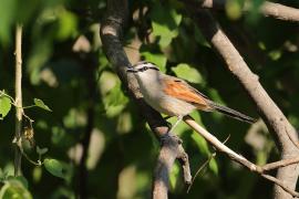 Czagra brązowołbista - Tchagra australis - Brown-crowned Tchagra