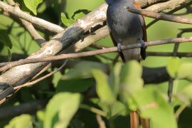 Muchodławka wspaniała - Terpsiphone viridis - African Paradise-flycatcher
