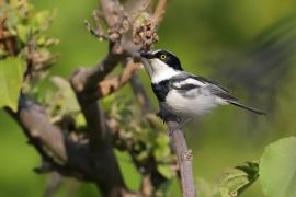 Krępnik czarnopierśny - Batis molitor - Chinspot Batis