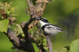 Krępnik czarnopierśny - Batis molitor - Chinspot Batis