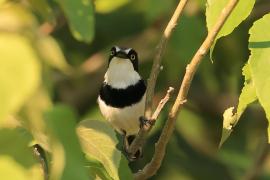 Krępnik czarnopierśny - Batis molitor - Chinspot Batis