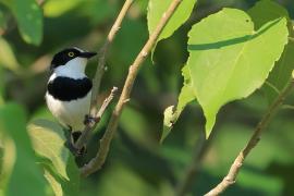 Krępnik czarnopierśny - Batis molitor - Chinspot Batis