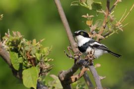 Krępnik czarnopierśny - Batis molitor - Chinspot Batis