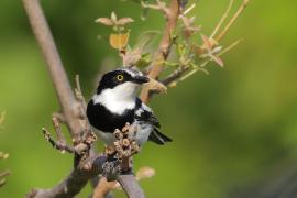 Krępnik czarnopierśny - Batis molitor - Chinspot Batis