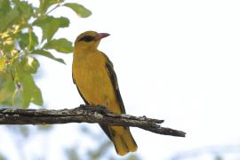 Wilga złota - Oriolus auratus - African Golden Oriole