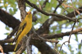 Wilga złota - Oriolus auratus - African Golden Oriole