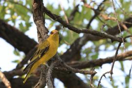 Wilga złota - Oriolus auratus - African Golden Oriole