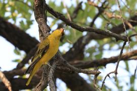 Wilga złota - Oriolus auratus - African Golden Oriole