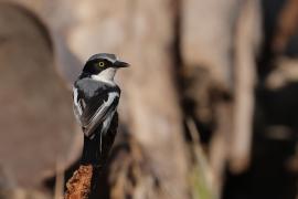 Krępnik czarnopierśny - Batis molitor - Chinspot Batis