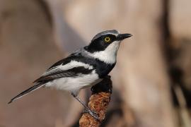 Krępnik czarnopierśny - Batis molitor - Chinspot Batis