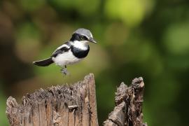 Krępnik czarnopierśny - Batis molitor - Chinspot Batis