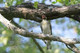 Miodowód duży - Indicator indicator - Greater Honeyguide