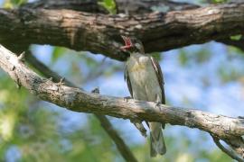 Miodowód duży - Indicator indicator - Greater Honeyguide