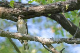 Miodowód duży - Indicator indicator - Greater Honeyguide