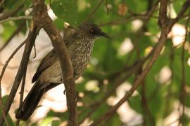 Tymal kroplisty - Turdoides jardineii - Arrow-marked Babbler