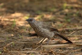 Tymal kroplisty - Turdoides jardineii - Arrow-marked Babbler
