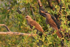 Tymal łuskogłowy - Turdoides hartlaubii - Hartlaub's Babbler