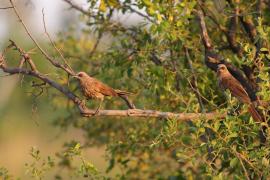 Tymal łuskogłowy - Turdoides hartlaubii - Hartlaub's Babbler