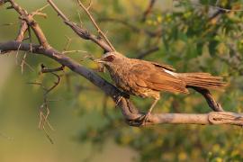 Tymal łuskogłowy - Turdoides hartlaubii - Hartlaub's Babbler