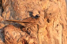 Tymal łuskogłowy - Turdoides hartlaubii - Hartlaub's Babbler