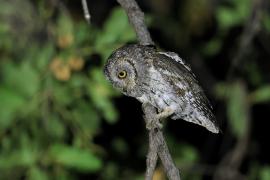 Syczek afrykański - Otus senegalensis - African Scops Owl