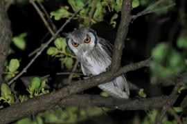 Szlarogłówka południowa - Ptilopsis granti - Southern White-faced Owl