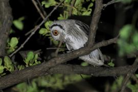 Szlarogłówka południowa - Ptilopsis granti - Southern White-faced Owl