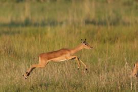 Impala