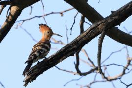 Dudek afrykański - Upupa epops africana - African Hoopoe