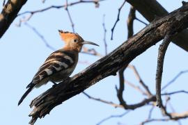 Dudek afrykański - Upupa epops africana - African Hoopoe