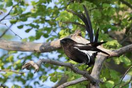Dzierzba srokata - Lanius melanoleucus - Magpie Shrike
