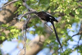 Dzierzba srokata - Lanius melanoleucus - Magpie Shrike