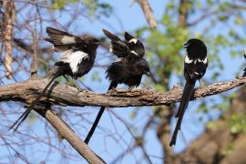 Dzierzba srokata - Lanius melanoleucus - Magpie Shrike
