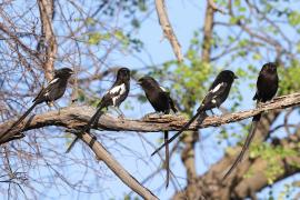 Dzierzba srokata - Lanius melanoleucus - Magpie Shrike