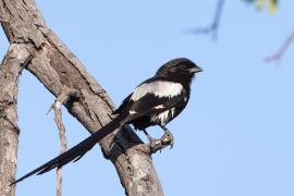 Dzierzba srokata - Lanius melanoleucus - Magpie Shrike