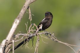 Dzierzba srokata - Lanius melanoleucus - Magpie Shrike
