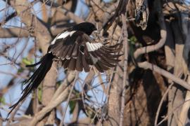 Dzierzba srokata - Lanius melanoleucus - Magpie Shrike